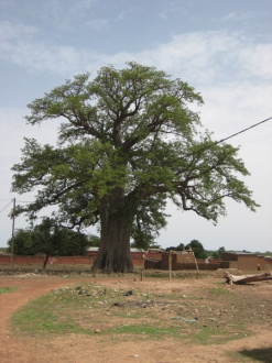 01 Le Baobab Sacre De Fada